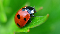 Siebenpunkt-Marienkäfer (4).jpg